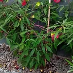 Thea 100m2 For 5 Guests In Rose Appartement